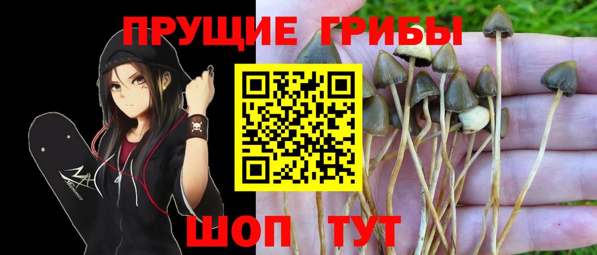 Псилоцибиновые грибы прущие грибы  Вход с VPN  Троицк 